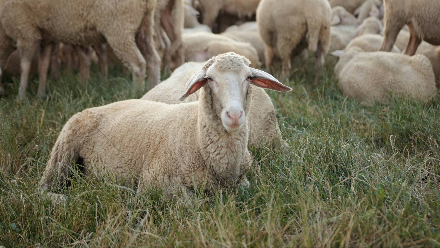 OLIVER CHARLES - Blog #Repeat - Style, Sustainability, Unique Innovative Materials, Sizing, Enclothed Cognition