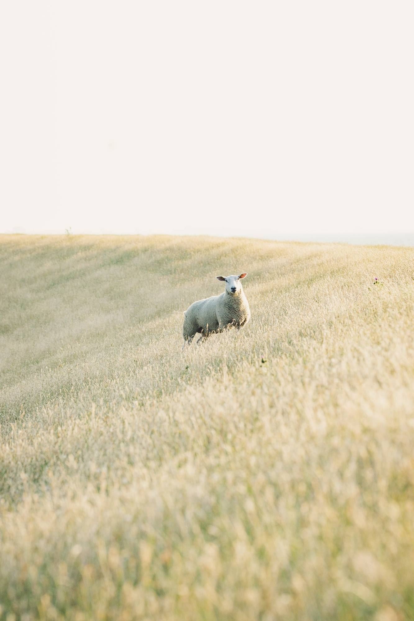 Merino_Sheep_On_Light_Grass_Hill_-_Oliver_Charles.jpg__PID:b70939da-451b-4530-a11d-75f78c1f5b58