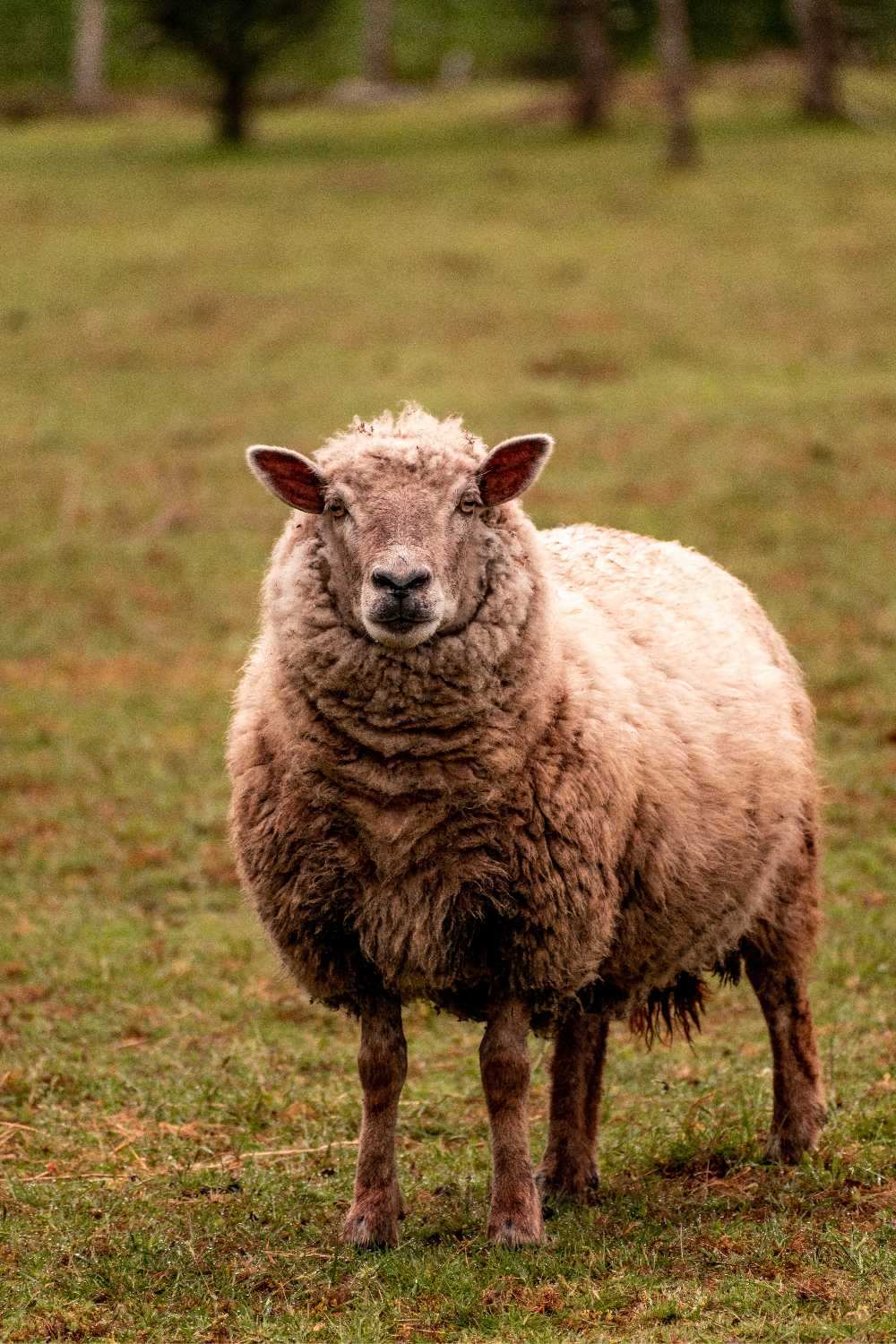 Merino_Sheep_Out_In_Nature_-_Oliver_Charles.jpg__PID:0939da45-1b45-4061-9d75-f78c1f5b584f