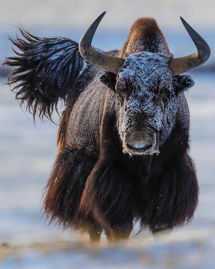 OLIVER-CHARLES-Merino-&-Yak-Wool-Khullu-Antimicrobial-Odor-Resistant-Thermoregulating-Sustainable-Natural-Wool-Material-1.jpg__PID:954b57db-b8ab-41e3-8f77-897b6ef0ed93