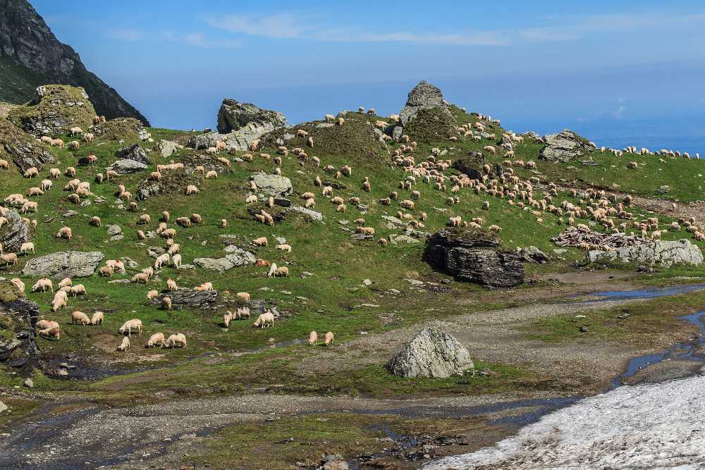 Oliver Charles - Merino & Yak Wool Khullu - Antimicrobial Odor-Resistant Thermoregulating Sustainable Natural Wool Material