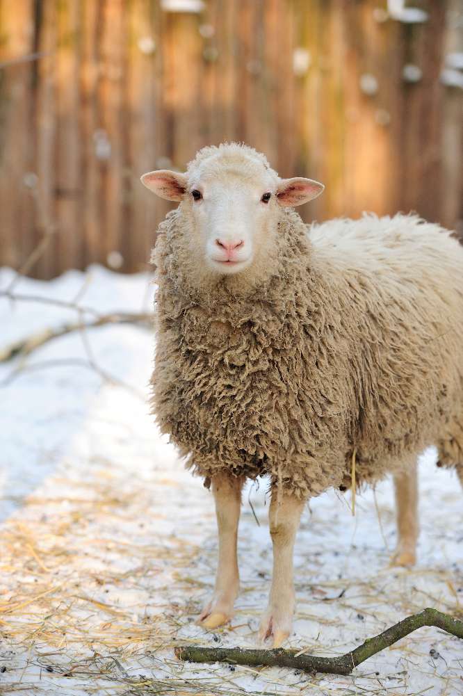 Oliver Charles - Merino & Yak Wool Khullu - Antimicrobial Odor-Resistant Thermoregulating Sustainable Natural Wool Material
