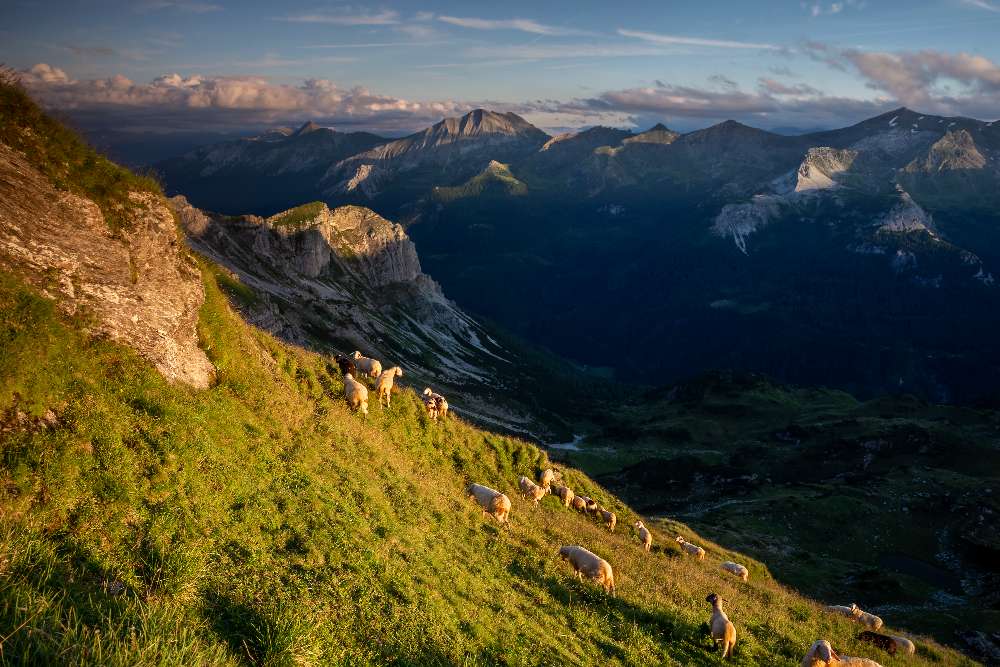 Oliver Charles - Merino & Yak Wool Khullu - Antimicrobial Odor-Resistant Thermoregulating Sustainable Natural Wool Material