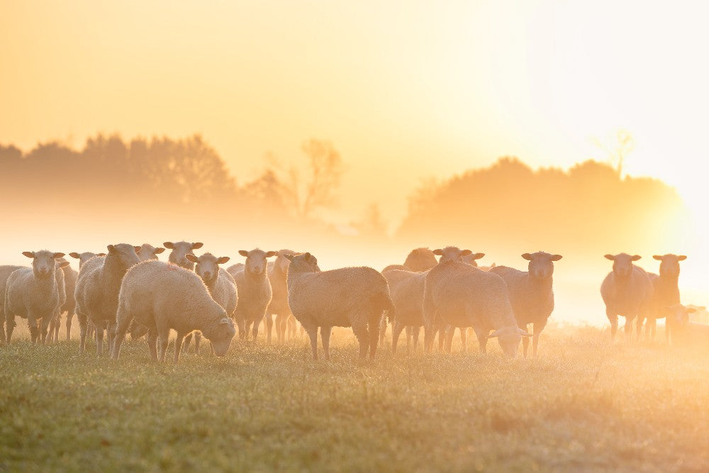 Oliver Charles - Merino & Yak Wool Khullu - Antimicrobial Odor-Resistant Thermoregulating Sustainable Natural Wool Material