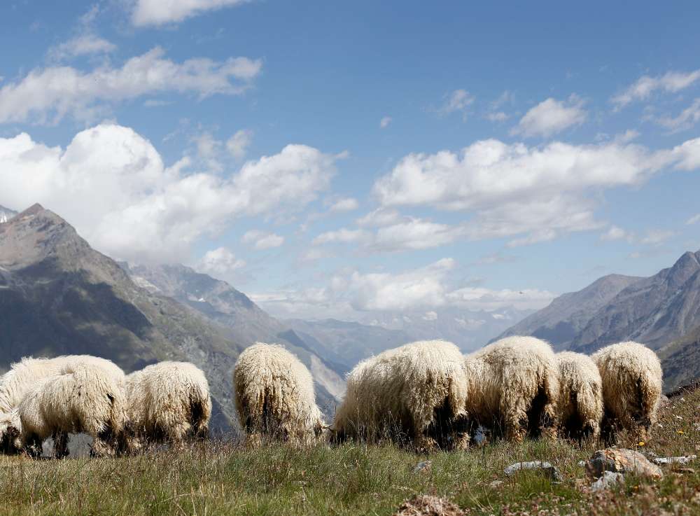 Oliver Charles - Merino & Yak Wool Khullu - Antimicrobial Odor-Resistant Thermoregulating Sustainable Natural Wool Material