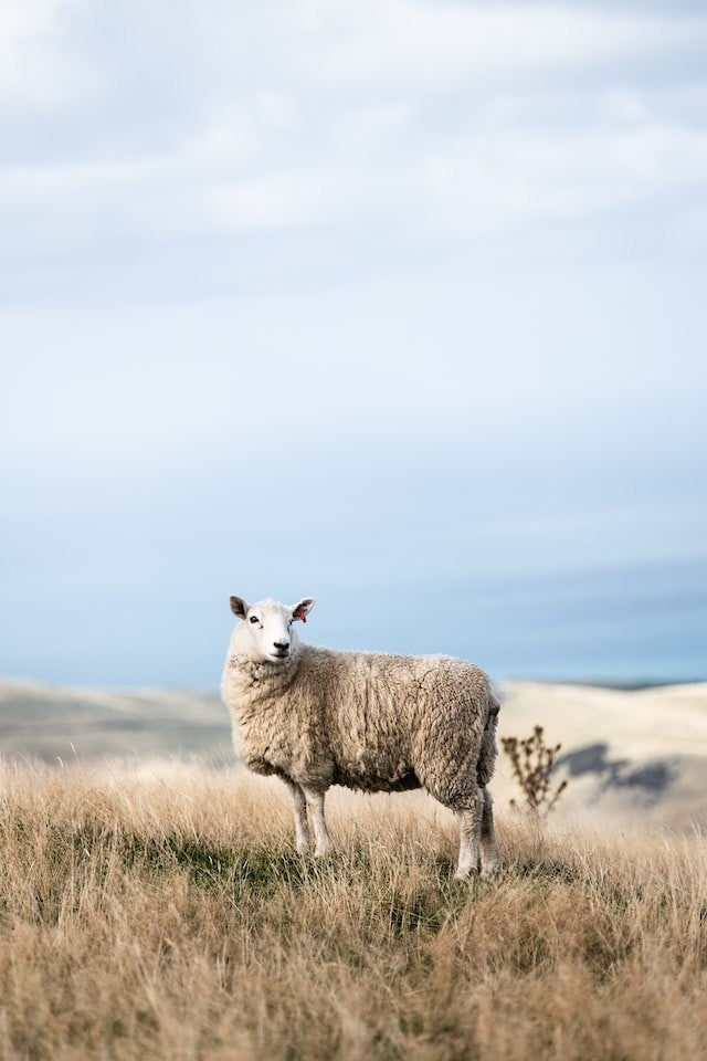Oliver Charles - Merino & Yak Wool Khullu - Antimicrobial Odor-Resistant Thermoregulating Sustainable Natural Wool Material