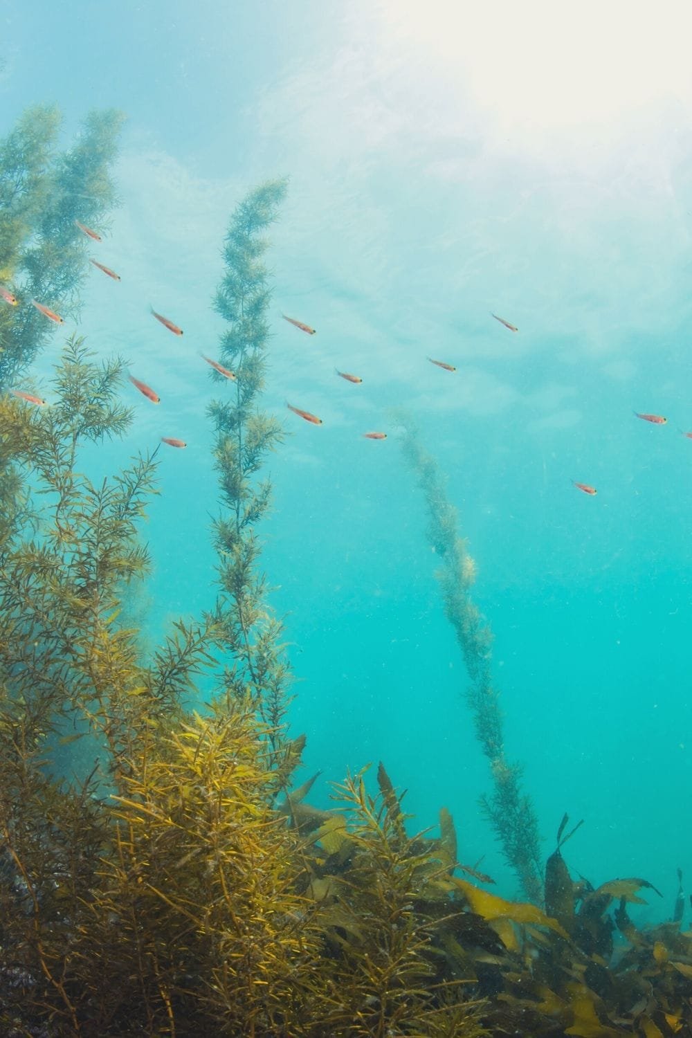 Oliver Charles - Seaweed SeaCell Summer Sweater