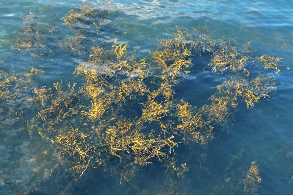 Oliver Charles - Seaweed SeaCell Summer Sweater