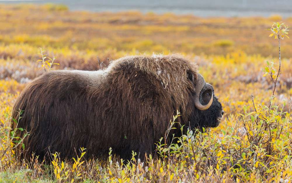 Yak Wool Vs Musk Ox - Oliver Charles.jpg__PID:61c5030f-2616-4e97-9fa8-270095ad4cfa