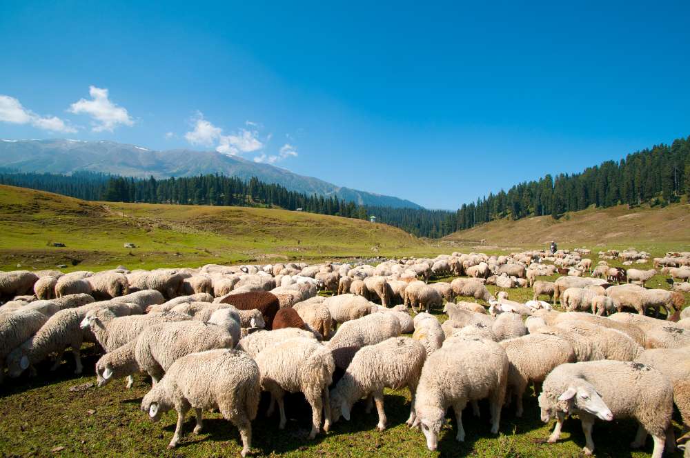 Oliver Charles - Merino & Yak Wool Khullu - Antimicrobial Odor-Resistant Thermoregulating Sustainable Natural Wool Material