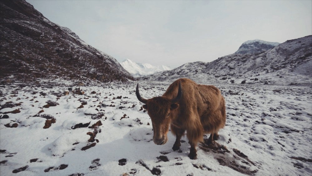 Oliver Charles - Merino & Yak Wool Khullu - Antimicrobial Odor-Resistant Thermoregulating Sustainable Natural Wool Material 