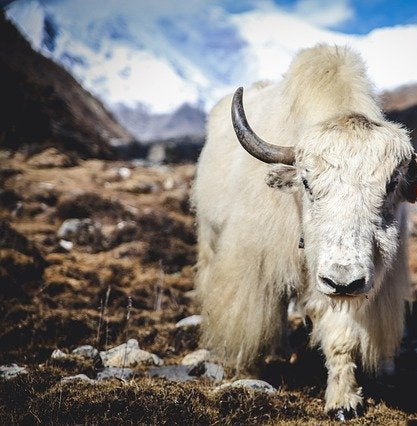 Oliver Charles - Merino & Yak Wool Khullu - Antimicrobial Odor-Resistant Thermoregulating Sustainable Natural Wool Material 